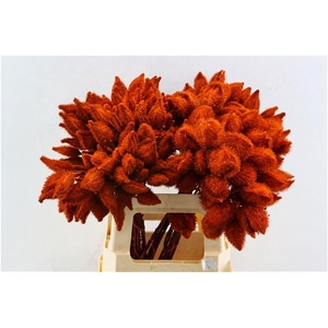 Bixa Painted Oranje