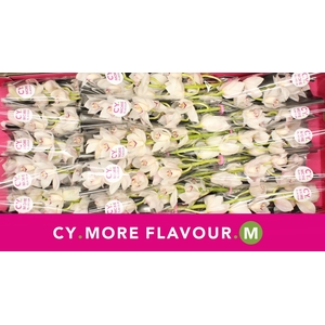 Mini cymbidium 'White Fair' 40 cm