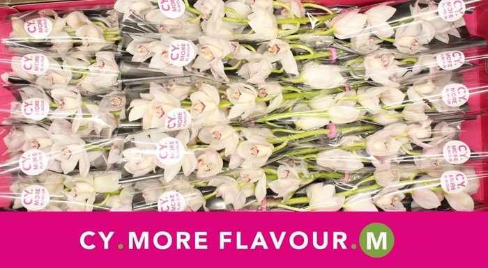 <h4>Mini cymbidium 'White Fair' 40 cm</h4>