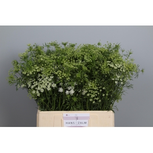 Ammi Majus