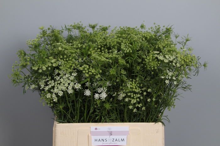 <h4>Ammi Majus</h4>