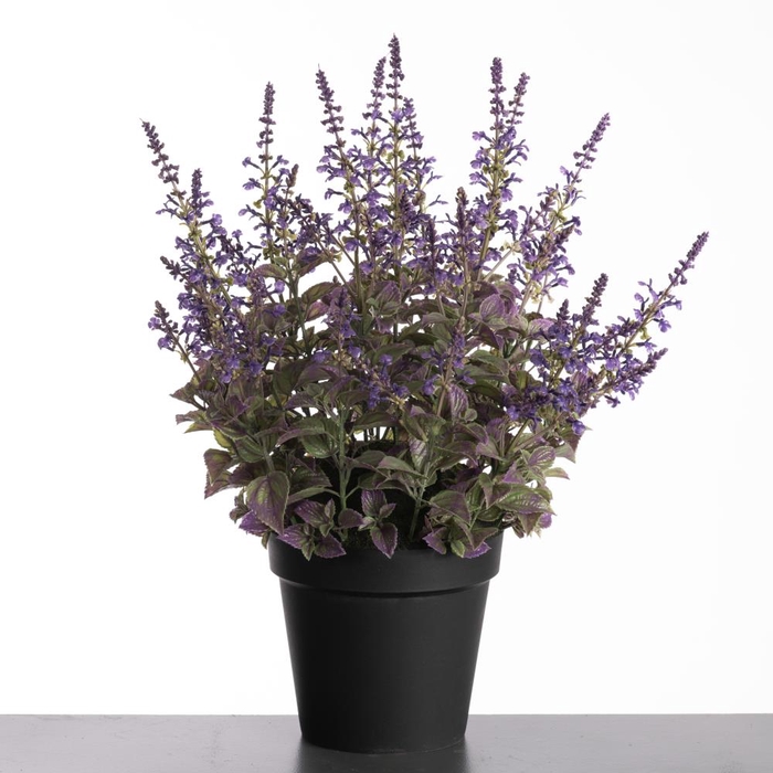 <h4>Af Coleus In Pot H69cm Purple</h4>