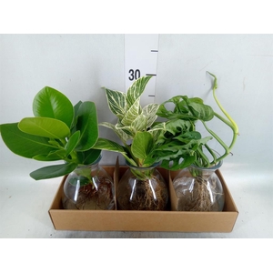Planten ..mix