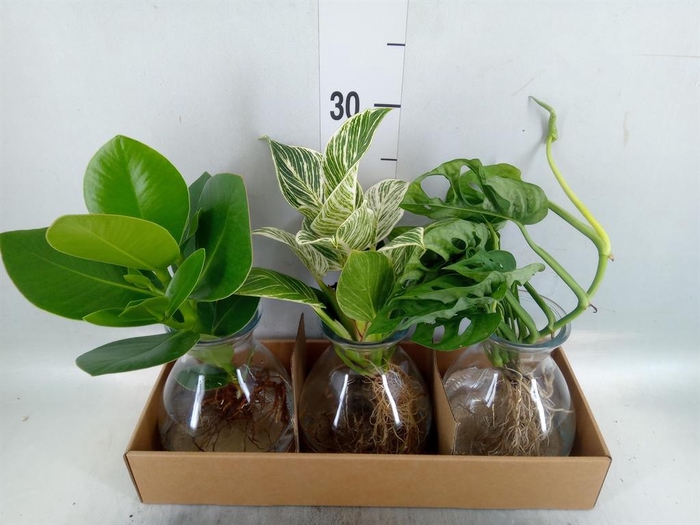 Planten  ..mix