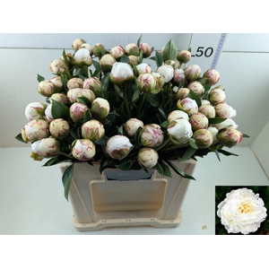 PAEO L MARY NICHOLLS