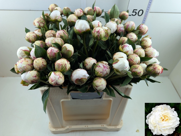 <h4>PAEO L MARY NICHOLLS</h4>