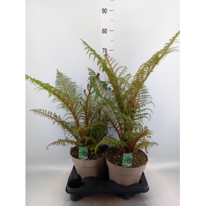Cyathea tomentosissima