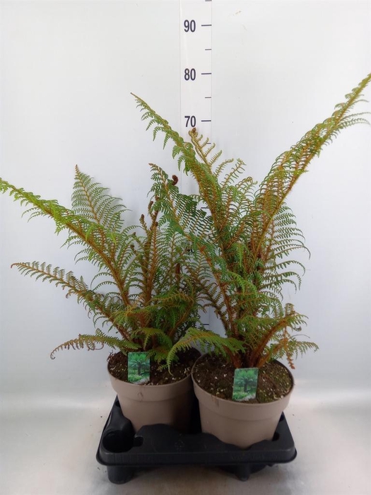 <h4>Cyathea tomentosissima</h4>
