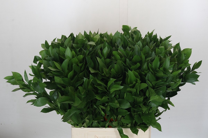 <h4>Ruscus Israel</h4>