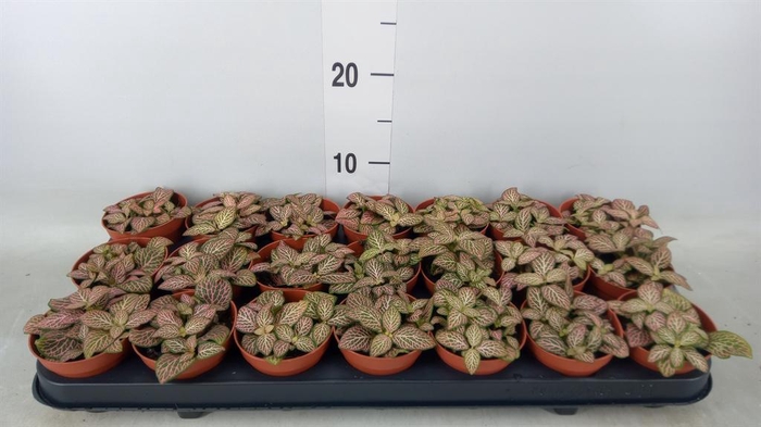 <h4>Fittonia verschaf. 'Red Angel'</h4>