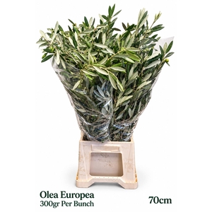 OLEA EUROPAEA