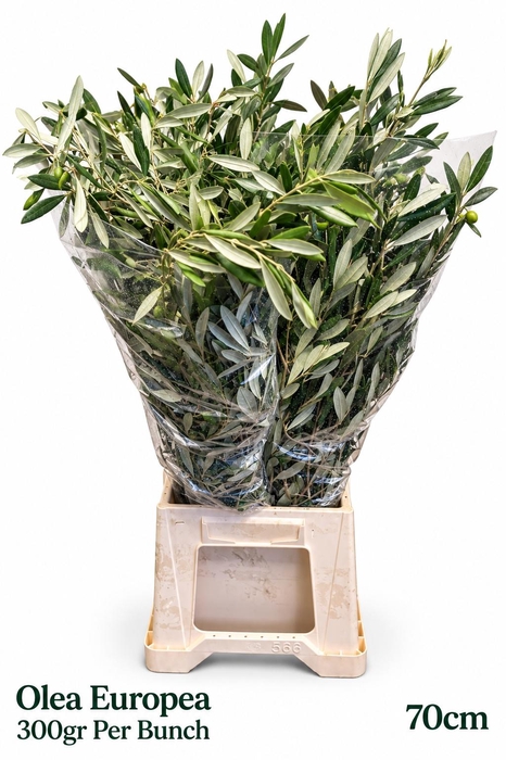 <h4>OLEA EUROPAEA</h4>