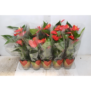 ANTHURIUM ESUDO P12