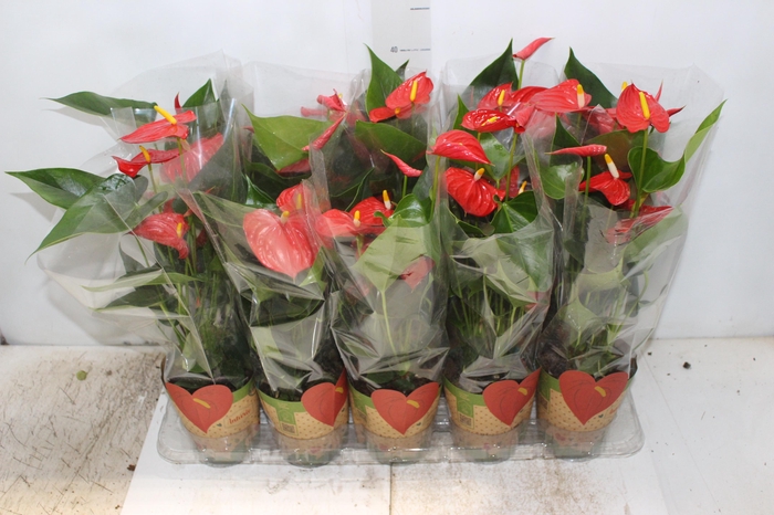 <h4>ANTHURIUM ESUDO P12</h4>