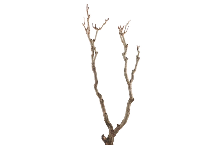 <h4>Syringa Branch Extra Landowski</h4>