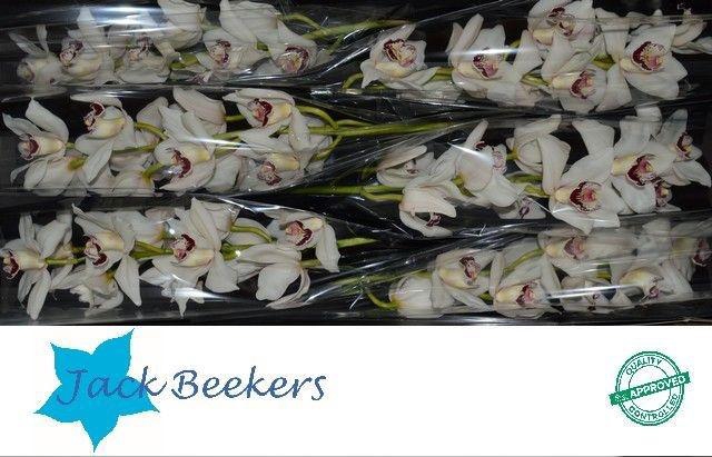 <h4>CYMB T MRS. ESMEE</h4>