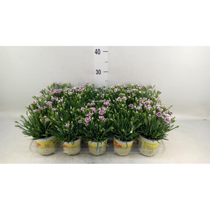 <h4>Dianthus allw. 'Lucky Lips Lena'</h4>