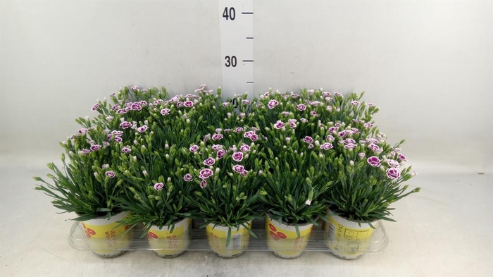 Dianthus allw. 'Lucky Lips Lena'