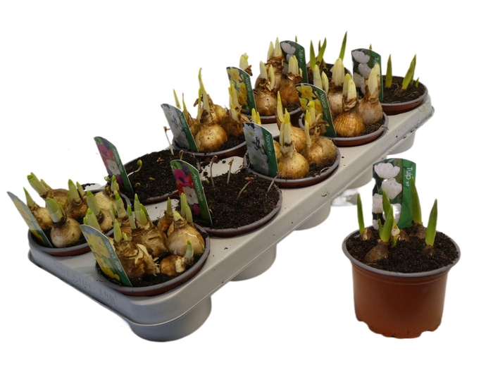<h4>Bolbloemen gemengd</h4>