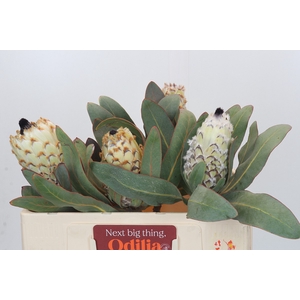 Protea Barbigera Ice Queen