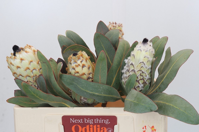 <h4>Protea Barbigera Ice Queen</h4>
