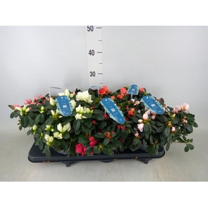 Rhododendron sim. 'Hellmut V' .mix4