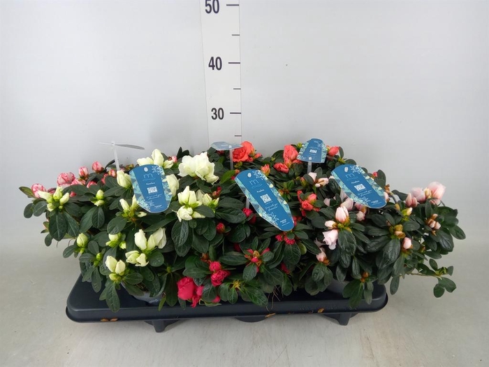 <h4>Rhododendron sim. 'Hellmut V' .mix4</h4>