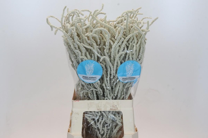 <h4>Amaranthus Yearming Desert</h4>