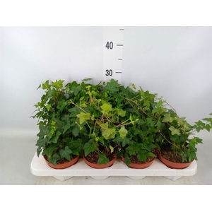 Hedera   ...green leafed