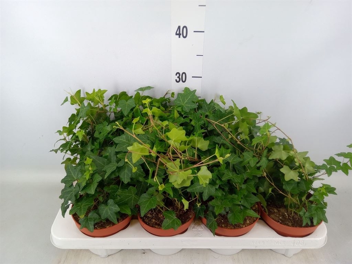 <h4>Hedera   ...green leafed</h4>