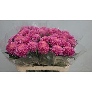 Chr G Bigoudi Pink