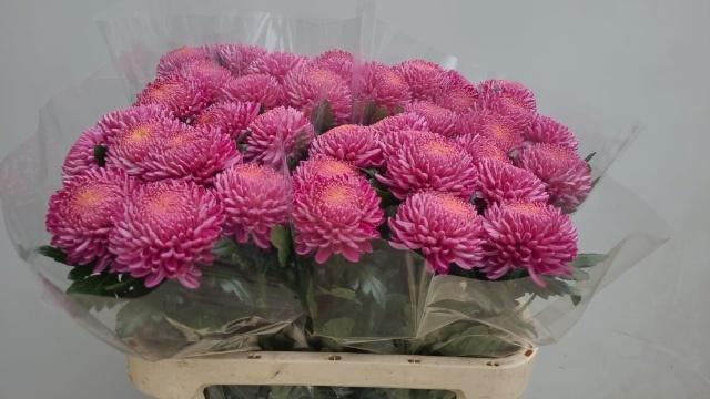 <h4>Chr G Bigoudi Pink</h4>