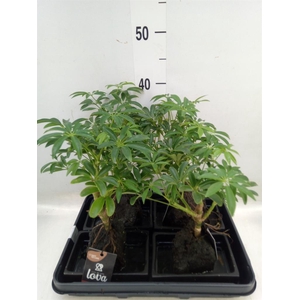 Arr.   Kamerplant Groen H%