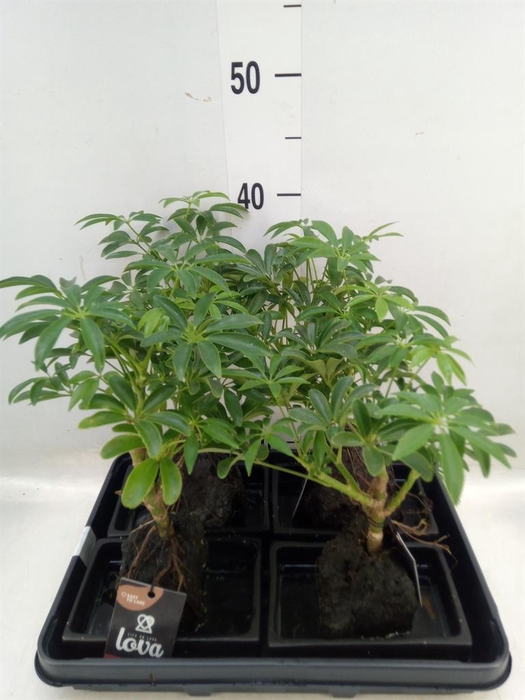 <h4>Arr. Kamerplant Groen H%</h4>