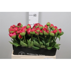 Paeo Com Performance