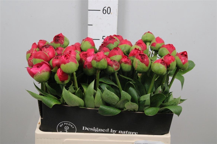 <h4>Paeo Com Performance</h4>