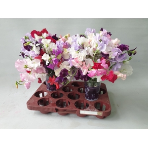 Lathyrus Artistiek