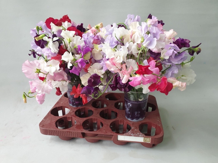 <h4>Lathyrus Artistiek</h4>