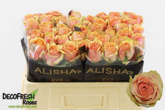 <h4>Rs gr Dividend</h4>