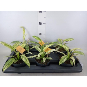 Spathiphyllum  'Vivaldi'