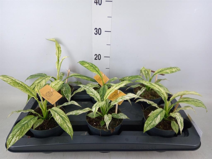 <h4>Spathiphyllum 'Vivaldi'</h4>