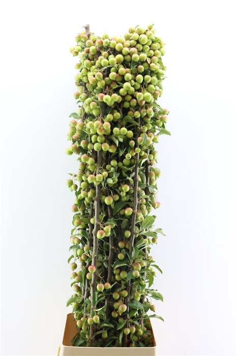 <h4>Malustak Green 150cm P Stem</h4>