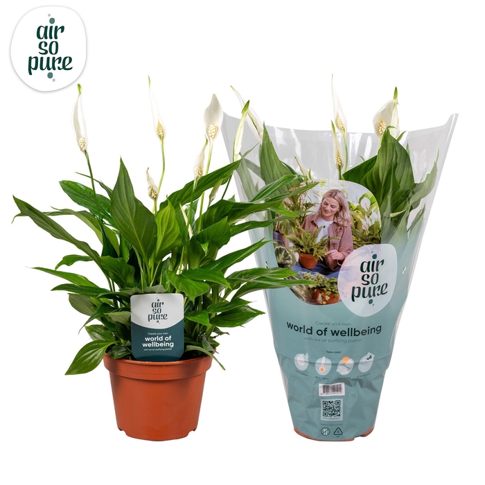 <h4>Air So Pure Spathiphyllum Pearl Cupido</h4>