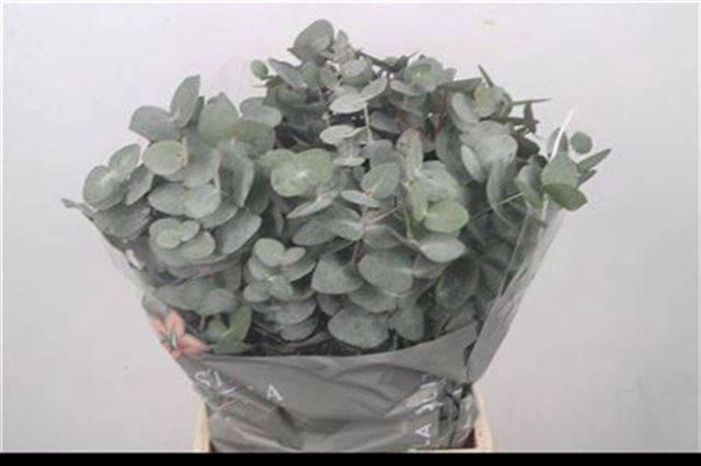 <h4>EUC CINEREA PER BOS</h4>