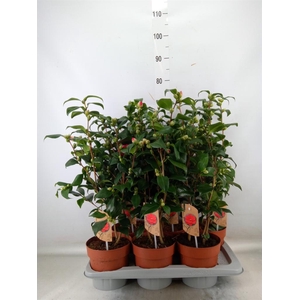 Camellia reticulata 'Mary Williams'