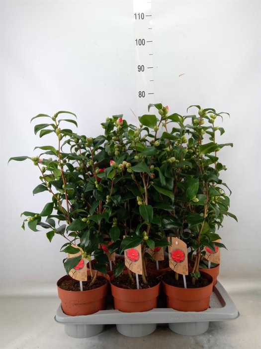 <h4>Camellia reticulata 'Mary Williams'</h4>