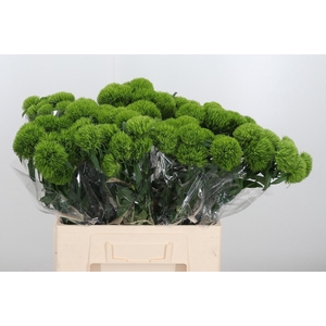Dianthus Barbatus Kiwi Mellow