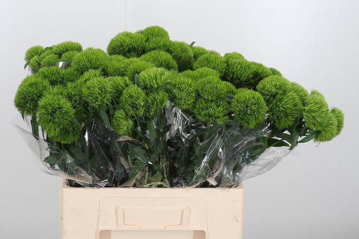 <h4>Dianthus Barbatus Kiwi Mellow</h4>