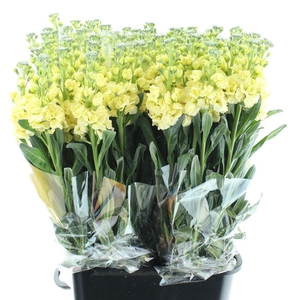 Matth Incana Iron Yellow