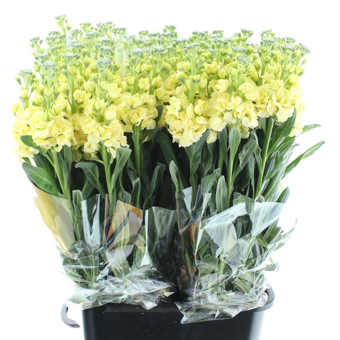 <h4>Matth Incana Iron Yellow</h4>